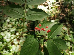 Sambucus sibirica
