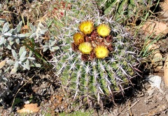 Ferocactus viridescens