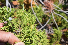 Juniperus grandis
