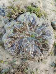 Stichodactyla