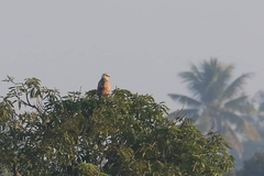 Buteo rufinus