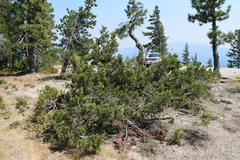 Juniperus grandis