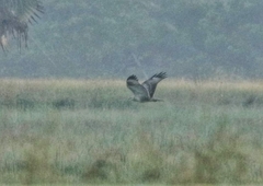 Buteo rufinus