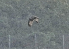 Buteo rufinus