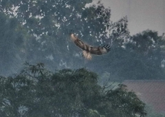 Buteo rufinus