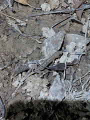 Hemiphyllodactylus hongkongensis