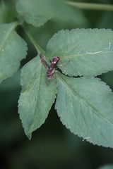Ropalidia hongkongensis