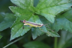 Gesonula punctifrons