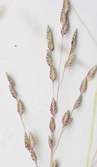 Eragrostis egregia
