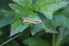 Gesonula punctifrons