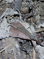 Hemiphyllodactylus hongkongensis