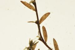 Laurembergia repens