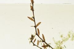 Laurembergia repens