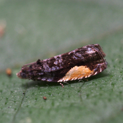 Statherotmantis pictana