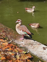 Alopochen aegyptiaca