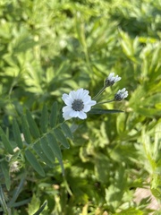 Achillea ptarmica