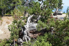 Juniperus grandis