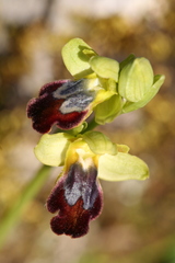 Ophrys fusca funerea