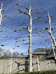 Platanus occidentalis