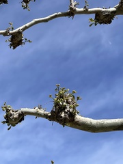 Platanus occidentalis