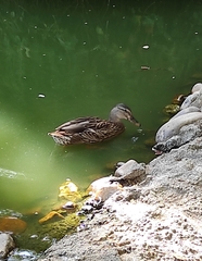 Anas platyrhynchos