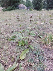 Phlomoides tuberosa