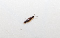 Gabronthus