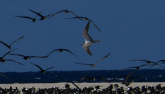 Onychoprion fuscatus