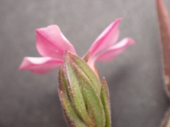 Acmadenia obtusata