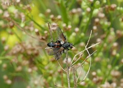 Cylindromyia auriceps