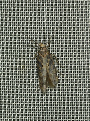 Scrobipalpa ocellatella