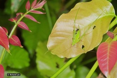 Chondroderella borneensis