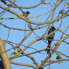 Dicrurus leucophaeus longicaudatus