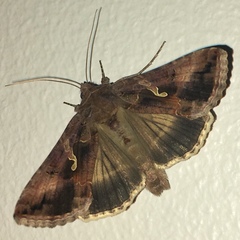 Autographa gamma