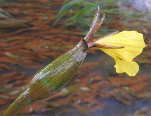 Ottelia ulvifolia image