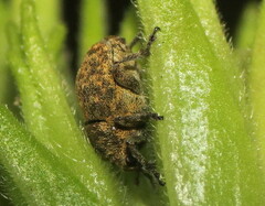 Acanthoscelidius acephalus