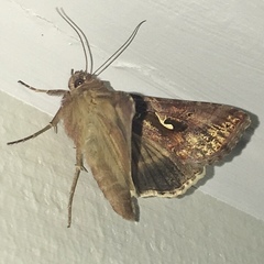 Autographa gamma