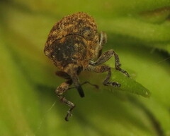 Acanthoscelidius acephalus