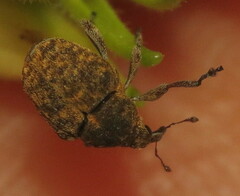 Acanthoscelidius acephalus