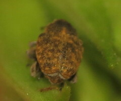 Acanthoscelidius acephalus