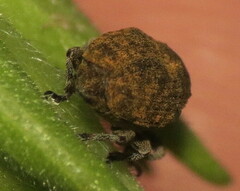 Acanthoscelidius acephalus