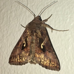 Autographa gamma