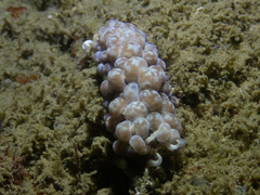 Phyllodesmium magnum