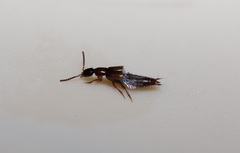 Gabronthus