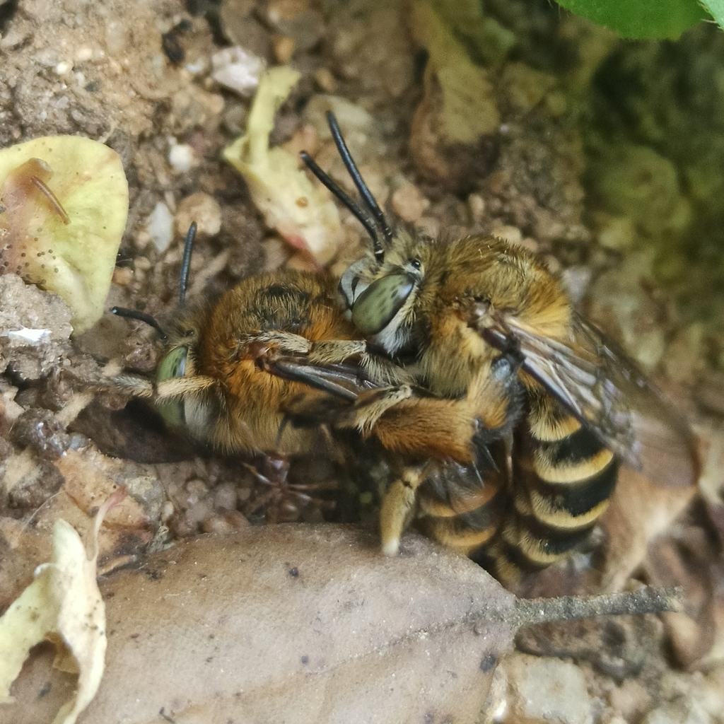 Amegilla garrula
