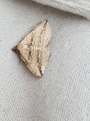 Orthonama vittata