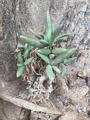 Kleinia cephalophora
