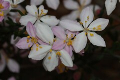 Asterolasia grandiflora