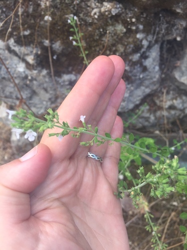 Clinopodium nepeta — photo 1