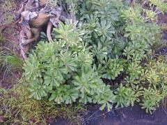 Adenium obesum